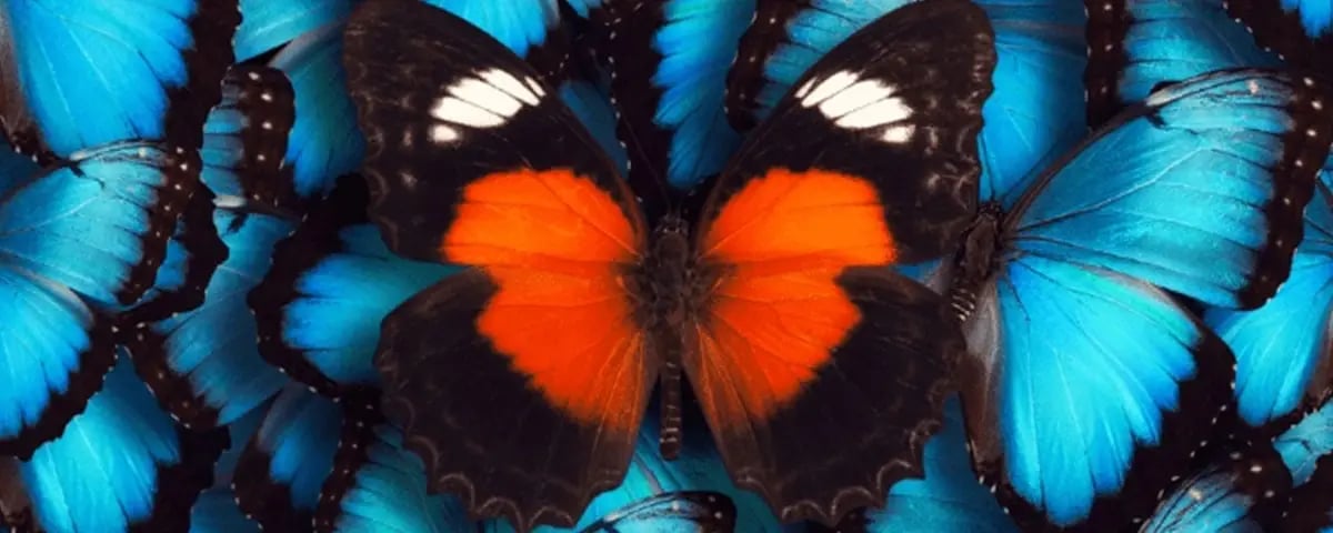 butterfly-img-1